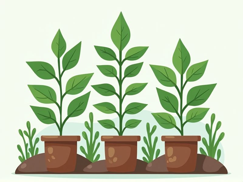 Examples and Template for Writing Letters about Hydroponics